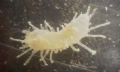 Havelockia inermis